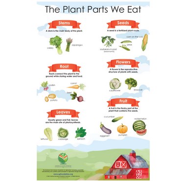 Seed Soil Sun Companion Poster - The Plant Parts We Eat